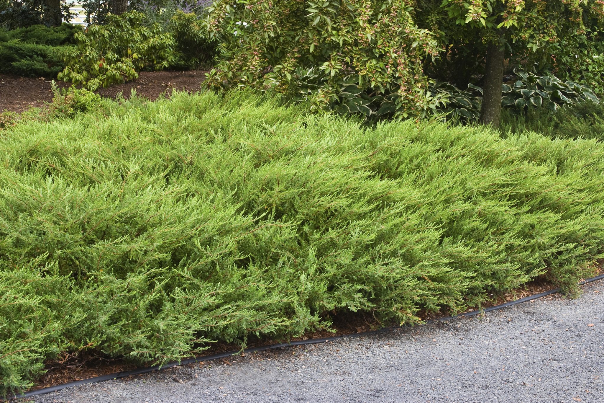 Juniperus.jpg